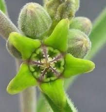 Image result for Raphionacme longifolia