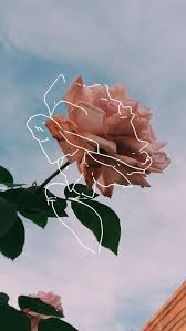 We did not find results for: Pin By Elisa On Spring Aesthetic Roses Rose Wallpaper Wallpaper