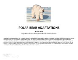 This adaptation also helps them to see in the water while they are swimming. Polar Bear Adaptations Worksheets Teaching Resources Tpt