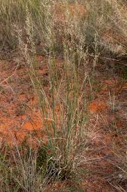 Image result for Eragrostis pallens