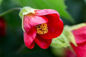 Image result for Abutilon grantii