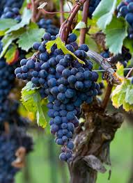 Dolcetto, de fruitige druif - WijnGekken