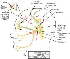 Headache Of Analgesic Abuse As A Cause Of New Pain Pathways