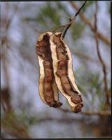 Image result for Entada abyssinica