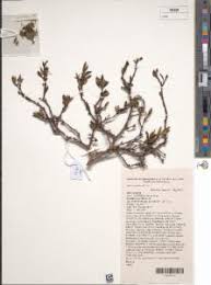 Image result for Turraea mombassana