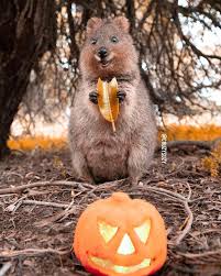 Cruzy Suzy - Sweet as pumpkin pie 🍂🍁🎃 #quokka #quokkas ...