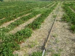 University of california's official guidelines for pest monitoring techniques, pesticides, and nonpesticide alternatives for managing pests in agriculture, floriculture, and commercial turf. Weekly Fruit Update 7 9 20