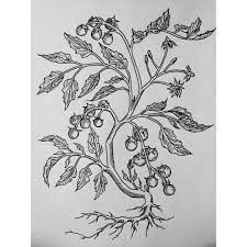 Eggplant, tomato, sunflower and peas.plant set collection icons in cartoon,black,outline,flat style vector symbol stock. The Hands Of The Corpse Commission Info 2019