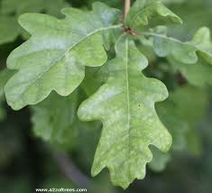 How To Identify Different Oak Trees