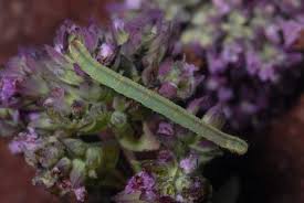 Image result for Eupithecia subumbrata