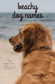 180 Beach Inspired Dog Names Petpress