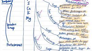 Mengubah sisa menjadi tenaga dan baja melalui proses biologi ii. Biologi Bab 6 Bahagian 6 Tumbuhan Spm Tingkatan 4 Youtube