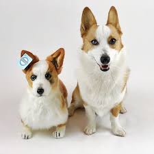 Custom Petsies Plush To Look Like Your Pet Corgi Stuffed Animal Pet Replica Pets