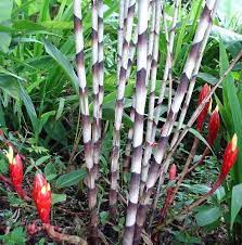 Red Bamboo Ginger Plant Alpinia Luteocarpa Fragrant Indoors Out 4 Pot Ginger Plant Plants Bamboo