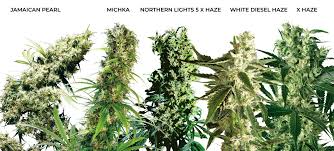 Finde in der größten und verlässlichsten sortendatenbank von cannaconnection die perfekte sorte für dich! Wie Sie Eine Medizinische Cannabissorte Auswahlen Sensi Seeds