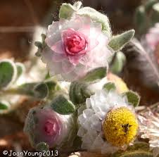 Image result for Helichrysum argyrosphaerum