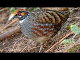 Hill Partridge Arborophila Torqueola Male And Female Foraging Partridge Holiday Art Foraging