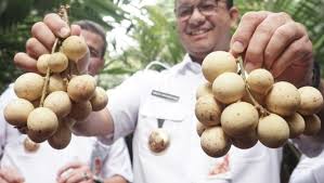 Sangat sesuai untuk datang bersantai mencari ketenangan. Yuk Cari Tahu Jadwal Musim Buah Buahan Di Indonesia Kumparan Com