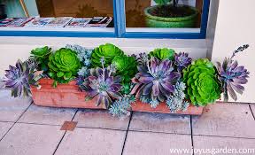 Find out (in simple, understandable terms) what you need! How Much Sun Do Succulents Need Joy Us Garden