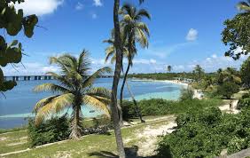 Image result for Faroa pusilla