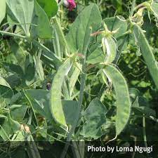 And he said, you can't eat pea pods. they showed me how you can skin a pea. Sweet Pea Lathyrus Odoratus Queensland Poisons Information Centre