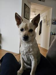 Image result for chihuahua big obesity