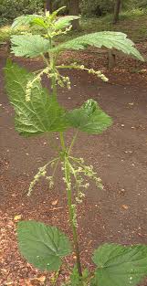 Image result for Urticaceae