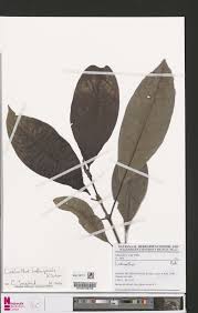 Image result for Lasianthus kilimandscharicus