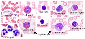 Animal red blood cell diagram. Animal Tissues Blood Atlas Of Plant And Animal Histology