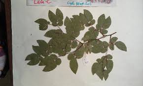 Image result for Cryptosepalum maraviense