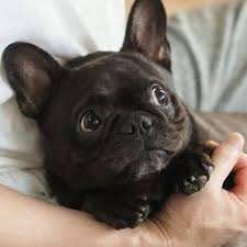 Untitled Bulldog Puppies Cute Animals Cute Dogs