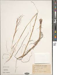 Image result for Hyparrhenia rudis