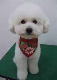 pin on pet grooming