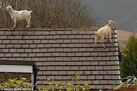 Lawn care & garden maintenance miami, fl. Mischievous Pets Mabel And Trouble Make A Daring Bid For Freedom Daily Mail Online
