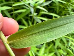 Image result for Panicum trichocladum