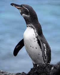 If you know, you know. World Penguin Day Quiz Test Your Knowledge Of Our Flightless Friends Animals The Guardian