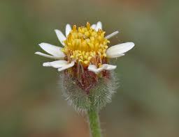 Image result for Tridax