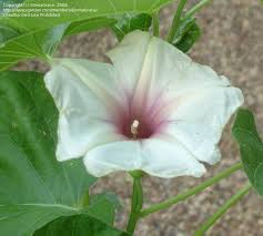 Image result for Ipomoea albivenia