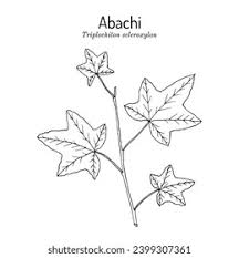 Image result for Triplochiton