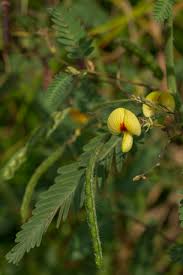 Image result for Aeschynomene cristata