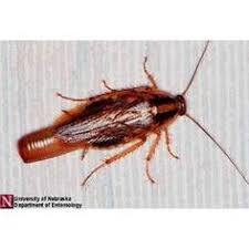 Rick story, entomologist, has a ph.d in entomology and has a broad range of entomological experience including teaching and research at lsu for 31 years. 17 Urban Pests Woolwine Pest Control Ideas Pest Control Pests Insect Pest