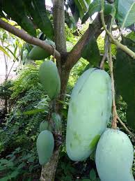 Tanaman tumbuh subur dan kuat, sudah menghasilkan buah atau bunga yang banyak. Jual Bibit Tanaman Buah Archives Grosir Bibit Tanaman