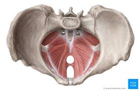 The muscles of the pelvis, hip and buttock anatomical chart shows how each muscle in this area of the body works with the others, and the various minor systems within the major ones. Muscles Of The Pelvic Floor Anatomy And Function Kenhub