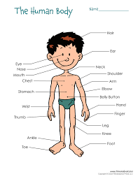 Skull, temple, ear, forehead, face, adam's apple , shoulder, nipple, breast, armpit, thorax, navel, abdomen, pubis, groin, knee, foot, toe, ankle, instep. Diagram Human Body Parts Diagram Full Version Hd Quality Parts Diagram Ldiagrams Patriziaprestipino It
