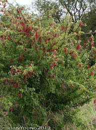 Image result for Terminalia prunioides