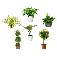 We can't wait for you to discover the perfect plants for your landscaping and garden! Indoor Plants Wholesale Price Mandi Rate For Air Purifying Indoor Plants