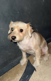 High Desert Lost and Found Pets-Victorville & ALL Surrounding Areas