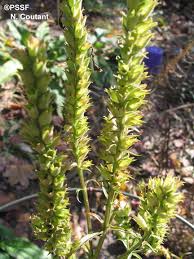 Image result for Pseudovigna