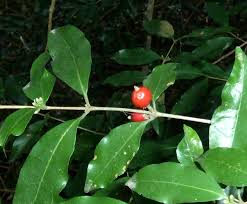 Image result for Tricalysia niamniamensis