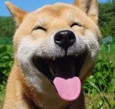 Create your own doge meme with this easy doge meme generator. Happy Doge Meme Generator Imgflip